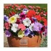 Petunia 'Frenzy' Mix | 20 Pack | Garden Ready Bedding -June Plants Sales Store PL925235 main image 4c3a