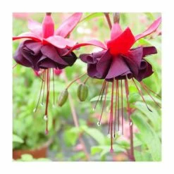 Fuchsia 'Blacky Midnight' | 10.5cm Pot 5 Fuchsia 'Blacky Midnight' | 10.5cm Pot -June Plants Sales Store PL925262 add image 1 c2bf