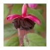 Fuchsia 'Blacky Midnight' | 10.5cm Pot -June Plants Sales Store PL925262 main image f121