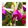 Fuchsia 'Auntie Jinks' | 10.5cm Pot -June Plants Sales Store PL925266 main image d00f
