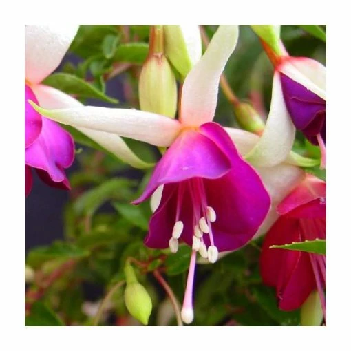 Fuchsia 'Auntie Jinks' | 10.5cm Pot -June Plants Sales Store PL925266 main image d00f