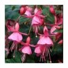 Fuchsia 'Beacon Rose' | 10.5cm Pot -June Plants Sales Store PL925267 main image 3051