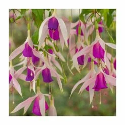 Fuchsia 'Carmel Blue' | 10.5cm Pot -June Plants Sales Store PL925268 add image 1 9fd7