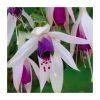 Fuchsia 'Carmel Blue' | 10.5cm Pot -June Plants Sales Store PL925268 main image ea20