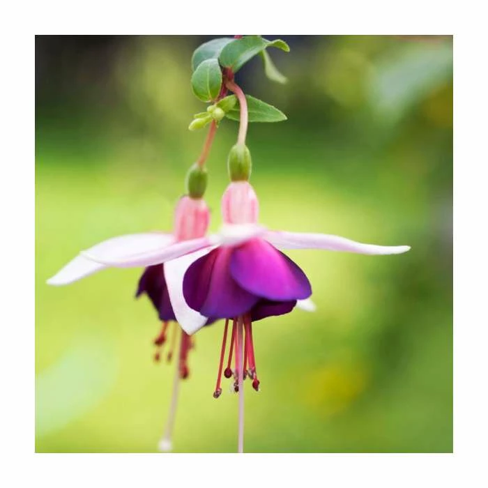 Fuchsia 'La Campanella' | 10.5cm Pot 3 Fuchsia 'La Campanella' | 10.5cm Pot