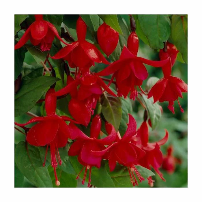 Fuchsia 'Marinka' | 10.5cm Pot 3 Fuchsia 'Marinka' | 10.5cm Pot