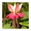Fuchsia 'Paula Jane' | 10.5cm Pot -June Plants Sales Store PL925276 main image ca7e