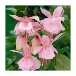 Fuchsia 'Pink Galore' | 10.5cm Pot -June Plants Sales Store PL925277 add image 1 8503