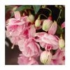 Fuchsia 'Pink Galore' | 10.5cm Pot -June Plants Sales Store PL925277 main image bfae