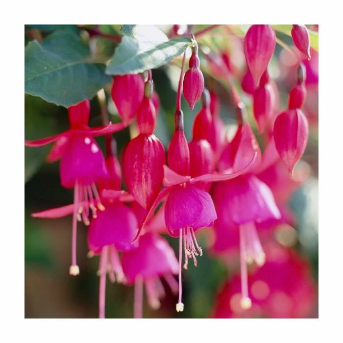 Fuchsia 'Beacon' | 10.5cm Pot 3 Fuchsia 'Beacon' | 10.5cm Pot
