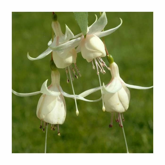 Fuchsia 'Harry Gray' | 10.5cm Pot 3 Fuchsia 'Harry Gray' | 10.5cm Pot