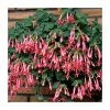 Fuchsia 'Coralle' | 10.5cm Pot 2 Fuchsia 'Coralle' | 10.5cm Pot -June Plants Sales Store PL925290 main image e0d0