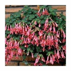 Fuchsia 'Coralle' | 10.5cm Pot