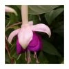 Fuchsia 'Pink Ballet Girl' | 10.5cm Pot -June Plants Sales Store PL925292 main image 612e