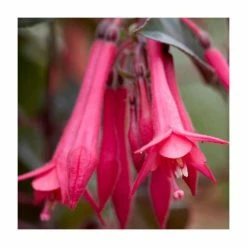 Fuchsia 'Eruption' | 10.5cm Pot
