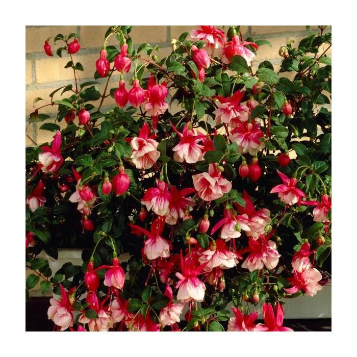 Fuchsia 'El Camino' | 10.5cm Pot 4 Fuchsia 'El Camino' | 10.5cm Pot - Image 2