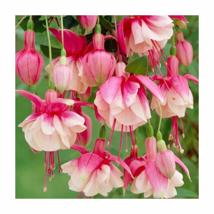 Fuchsia 'El Camino' | 10.5cm Pot 3 Fuchsia 'El Camino' | 10.5cm Pot