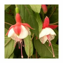 Fuchsia 'Heri Mochara' | 10.5cm Pot 5 Fuchsia 'Heri Mochara' | 10.5cm Pot -June Plants Sales Store PL925298 add image 1 f864
