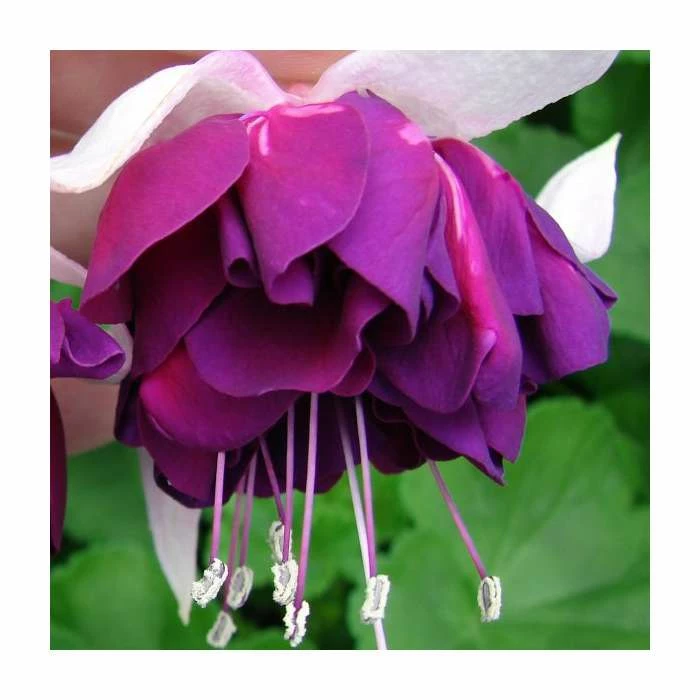 Fuchsia 'Heri Mochara' | 10.5cm Pot 3 Fuchsia 'Heri Mochara' | 10.5cm Pot