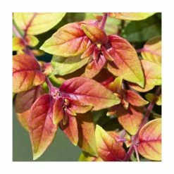 Fuchsia 'Autumnale' | 10.5cm Pot -June Plants Sales Store PL925299 add image 1 890d