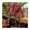 Fuchsia 'Autumnale' | 10.5cm Pot -June Plants Sales Store PL925299 main image a6c0
