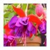 Fuchsia 'Voodoo' | 10.5cm Pot -June Plants Sales Store PL925300 main image 5fdb