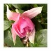 Fuchsia 'Peachy' | 10.5cm Pot -June Plants Sales Store PL925301 main image ff46