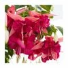 Fuchsia 'Bella Rosella' | 10.5cm Pot -June Plants Sales Store PL925302 main image e50d