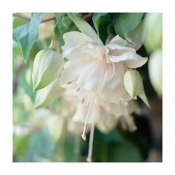 Fuchsia 'Pink Marshmellow' | 10.5cm Pot -June Plants Sales Store PL925305 add image 1 b87b