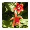 Fuchsia 'Dancing Flame' | 10.5cm Pot -June Plants Sales Store PL925306 main image a844