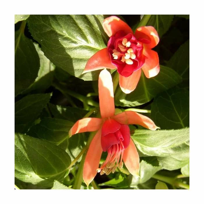 Fuchsia 'Dancing Flame' | 10.5cm Pot 3 Fuchsia 'Dancing Flame' | 10.5cm Pot