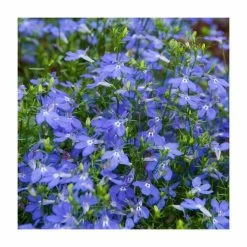 Lobelia 'Blue Star' | 9cm Pot
