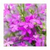 Lobelia 'Purple Star' | 9cm Pot -June Plants Sales Store PL925309 main image 3f23