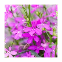 Lobelia 'Purple Star' | 9cm Pot