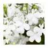Lobelia 'White Star' | 9cm Pot -June Plants Sales Store PL925310 main image 97cd