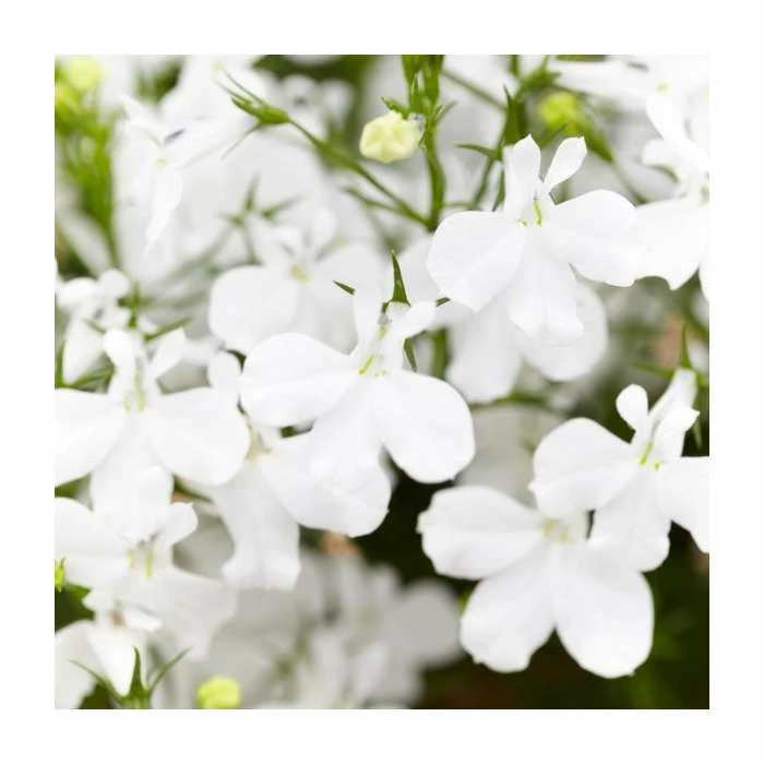 Lobelia 'White Star' | 9cm Pot 3 Lobelia 'White Star' | 9cm Pot