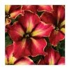 Petunia Crazytunia 'Mandeville' | 9cm Pot -June Plants Sales Store PL925313 main image b34a