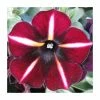 Petunia Prettyoonia 'Black Cherry Stripes' | 9cm Pot 2 Petunia Prettyoonia 'Black Cherry Stripes' | 9cm Pot -June Plants Sales Store PL925322 main image 385c