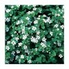 Bacopa 'Snowflake' | 9cm Pot -June Plants Sales Store PL925325 main image 79d8