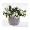 Bacopa Yakima 'Giga White' | 9cm Pot -June Plants Sales Store PL925327 main image bedf