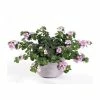 Bacopa Yakima 'Pink Eye' | 9cm Pot 2 Bacopa Yakima 'Pink Eye' | 9cm Pot -June Plants Sales Store PL925328 main image 1c69