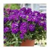 Verbena Vera 'Purple' | 9cm Pot 1 Verbena Vera 'Purple' | 9cm Pot -June Plants Sales Store PL925329 main image 48c3