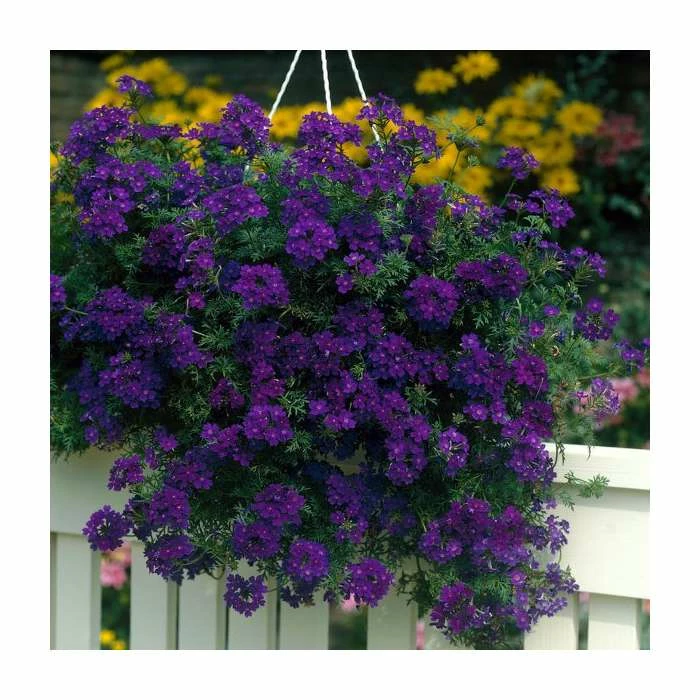 Verbena Vera 'Deep Blue' | 9cm Pot 3 Verbena Vera 'Deep Blue' | 9cm Pot