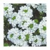 Verbena Vera 'White Improved' | 9cm Pot 1 Verbena Vera 'White Improved' | 9cm Pot -June Plants Sales Store PL925331 main image 27af