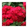 Verbena Vera 'Dark Red' | 9cm Pot -June Plants Sales Store PL925332 main image 4bc4