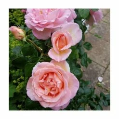 Sweet Syrie | Climbing Rose