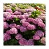 Hydrangea Magical Amethyst 'Rose' | 5L Pot