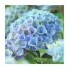 Hydrangea Magical Revolution 'Blue' | 5L Pot 1 Hydrangea Magical Revolution 'Blue' | 5L Pot -June Plants Sales Store PL925662 main image 48e1