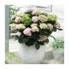 Hydrangea Magical Revolution 'Rose' | 5L Pot -June Plants Sales Store PL925663 main image 1001