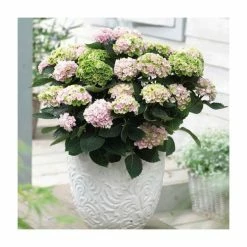 Hydrangea Magical Revolution 'Rose' | 5L Pot